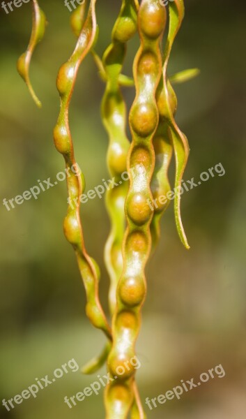 Acacia Wattle Seeds Pods Australian Native