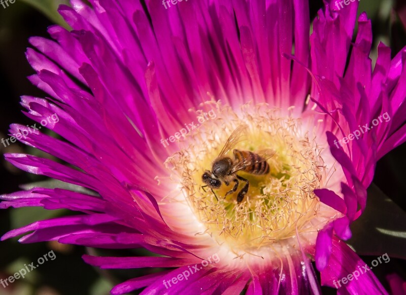 Bee Pollen Pigface Flowers Bloom