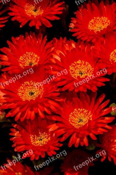 Pigface Flowers Bloom Succulent Orange