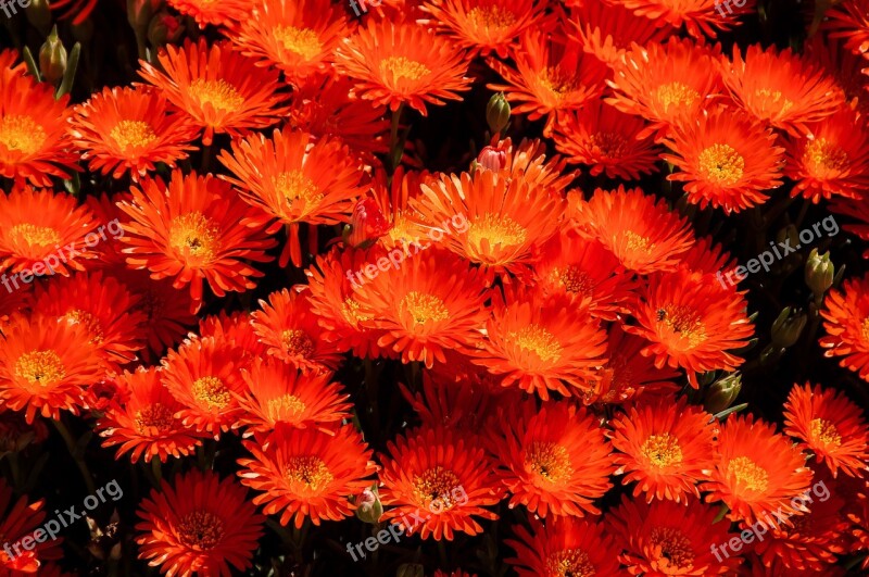 Pigface Flowers Bloom Succulent Orange