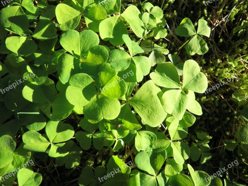 Klee Wild Plant Leaves Green Plant