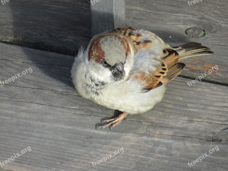 Sperling Sparrow Bird House Sparrow Passer Domesticus