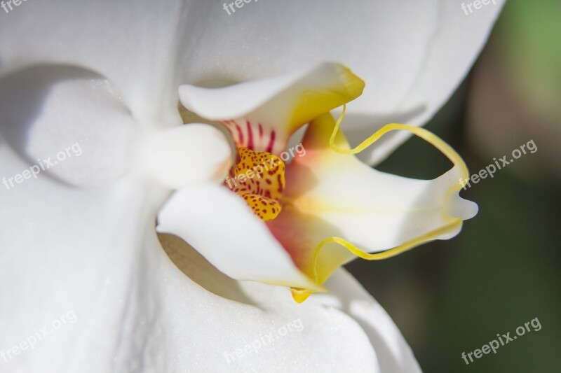 Orchid White Phalaenopsis Flower Butterfly Orchid