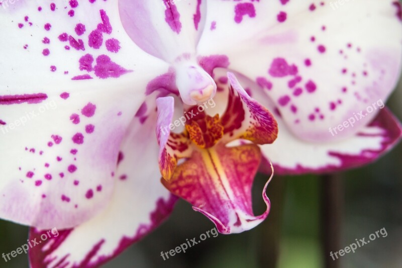 Orchid Phalaenopsis Flower Butterfly Orchid Blossom