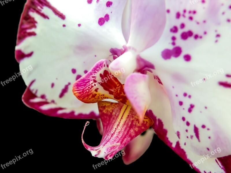 Orchid Phalaenopsis Flower Butterfly Orchid Blossom