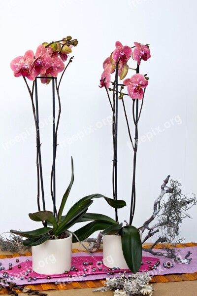 Orchids Phalaenopsis Flower Butterfly Orchid Blossom