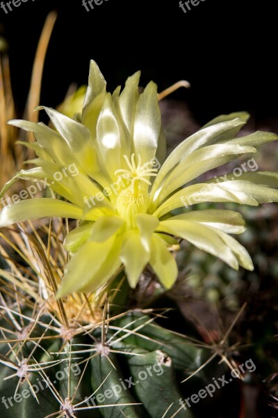 Cactus Spur Cactus Blossom Sting Plant