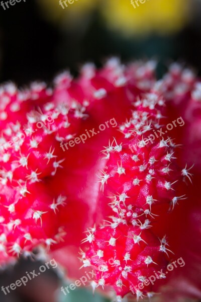 Cactus Spur Cactus Blossom Sting Plant