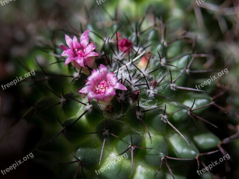 Cactus Spur Cactus Blossom Sting Plant