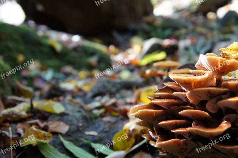 Fungi Color Autumn Free Photos