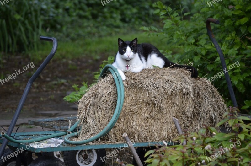 Feline Cat Pet Domestic White