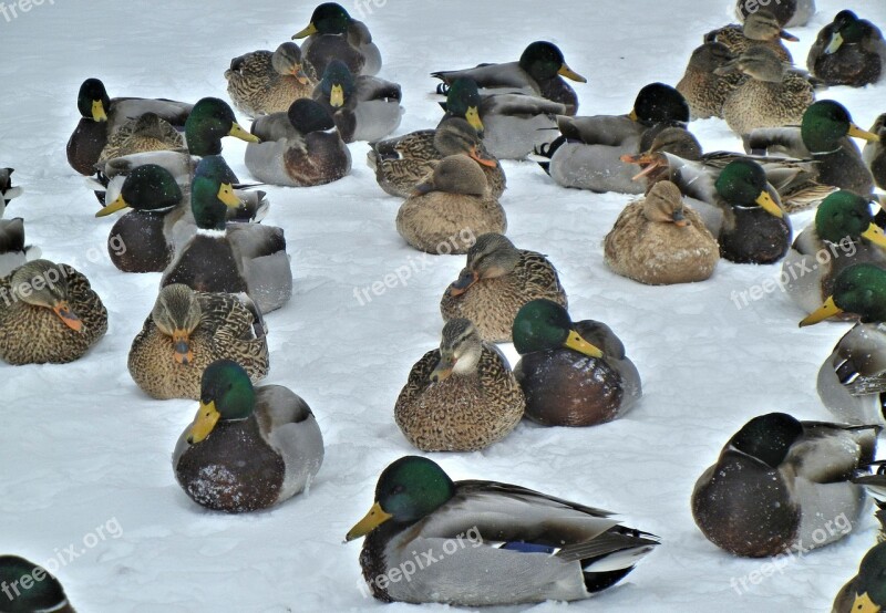 Mallard Ducks Nature Birds Snow Winter