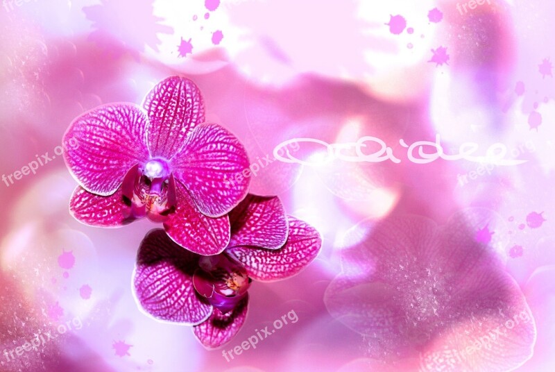 Orchid Flower Blossom Bloom Plant Bokeh