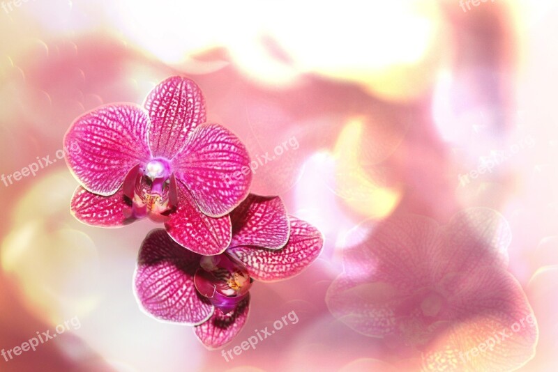 Orchid Bokeh Flower Blossom Bloom