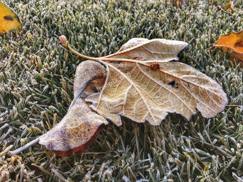 Leaves Frost Winter Free Photos