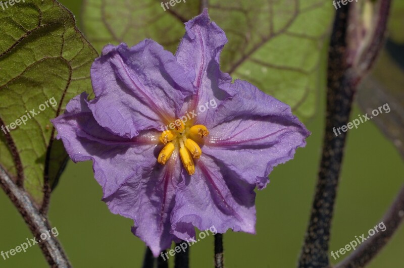 Flower Perfume Summer Blossomed Garden