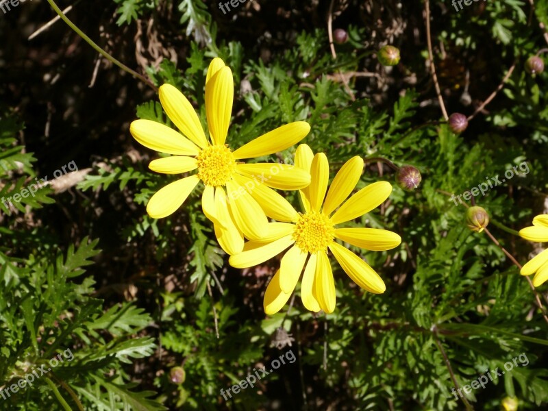 Daisy Flowers Yellow Flower Nature