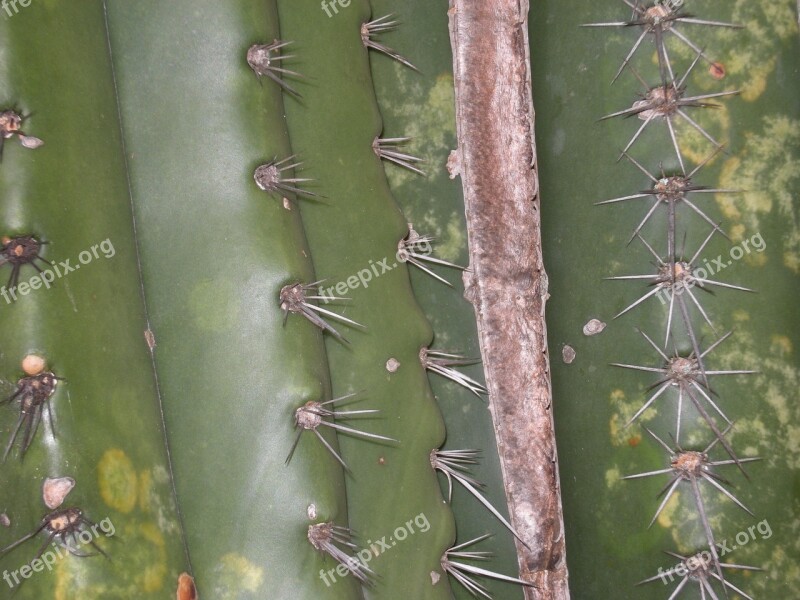 Cactus Green Cactus Prick Garden Desert