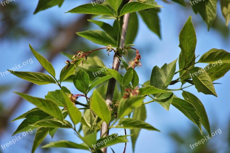 Green Foliage Tree Nature Sprig