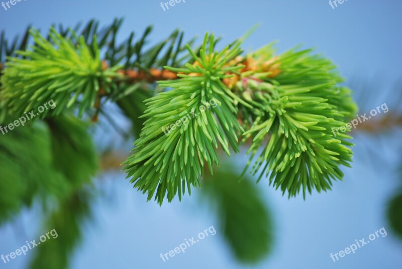 Pine Conifer Needles Green Free Photos