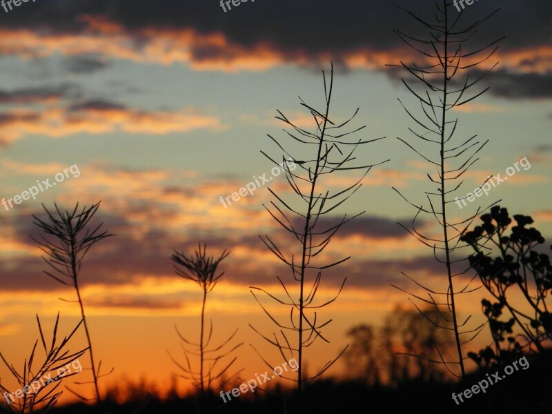 Sunset Plants Twigs Free Photos