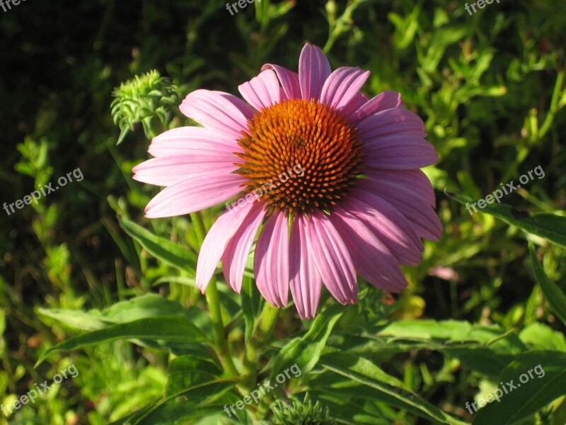 Echinacea Flower Pink Free Photos