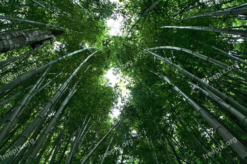 Bamboo Bamboo Forest Bamboo Plants Tropical Forest Leaves