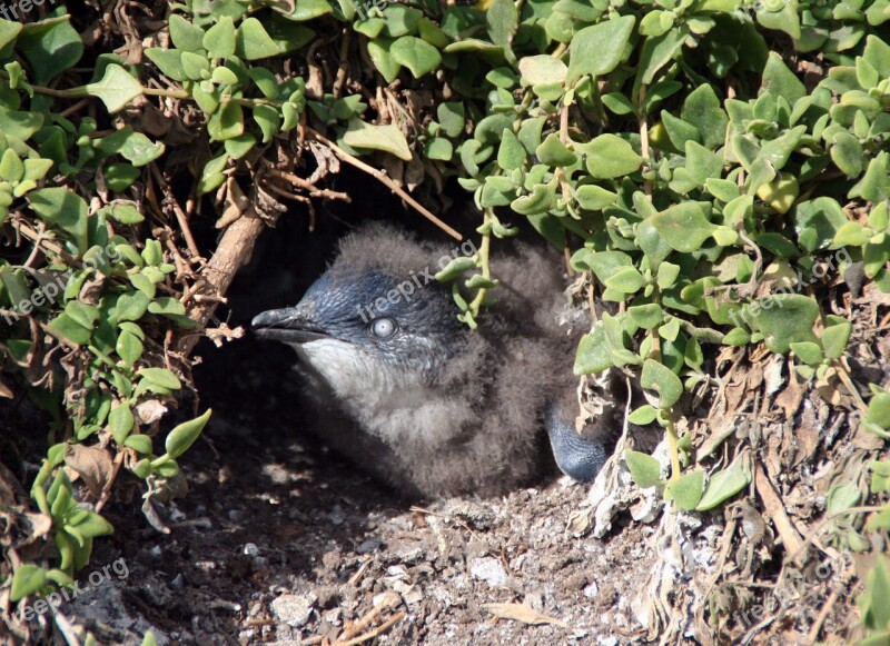 Penguin Young Animal Nest Young Birds Breed