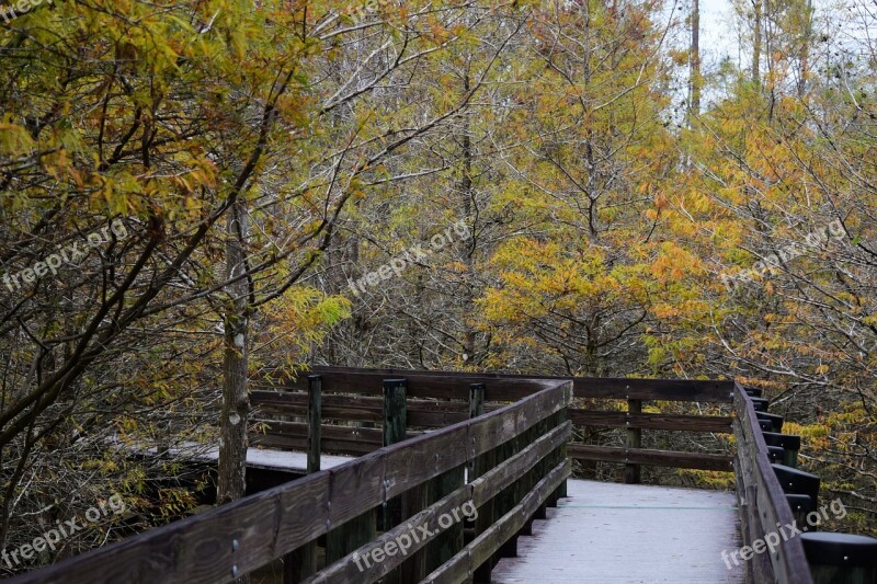 Walkway Autumn Path Nature Trail