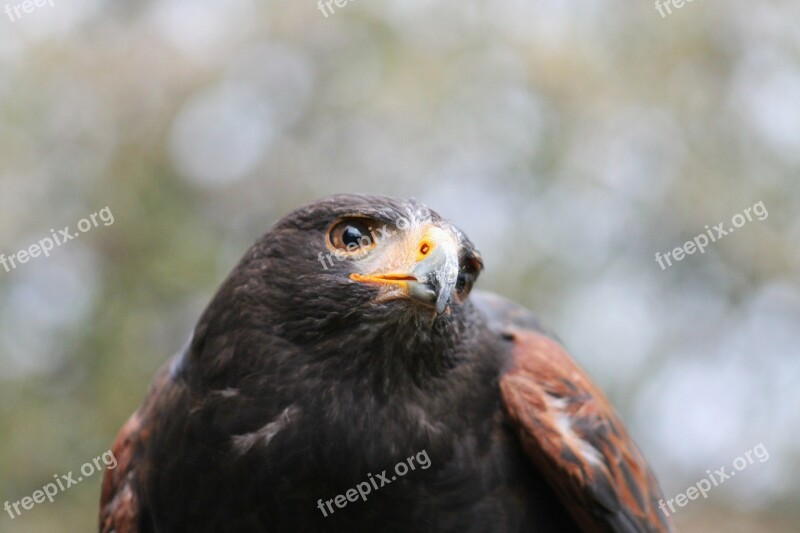 Raptor Milan Bird Bird Of Prey Red Kite