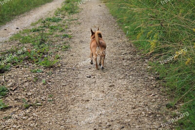 Chihuahua Dog Away Small Dog Free Photos