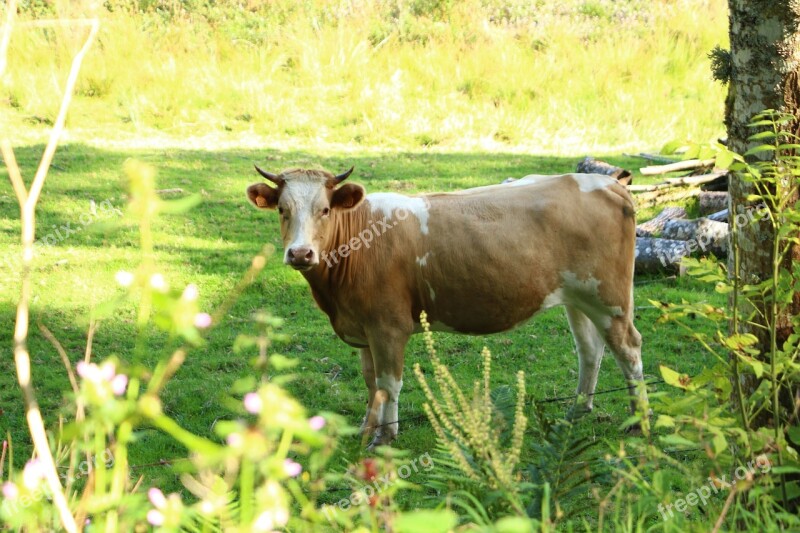 Cow Pasture Meadow Cows Animal