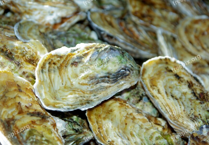 France Oysters Shells Seafood Free Photos