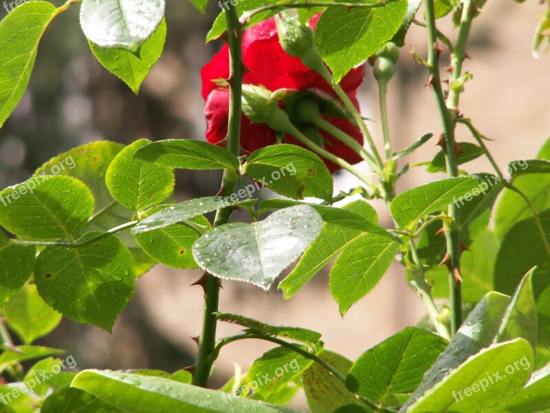 Roses Flowers Nature Rosebush Thorns