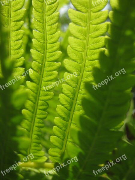 Fern Green Leaves Leaf Summer