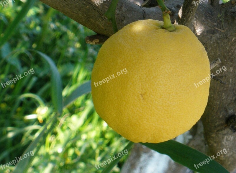 Lemon Tree Nature Food Fruit