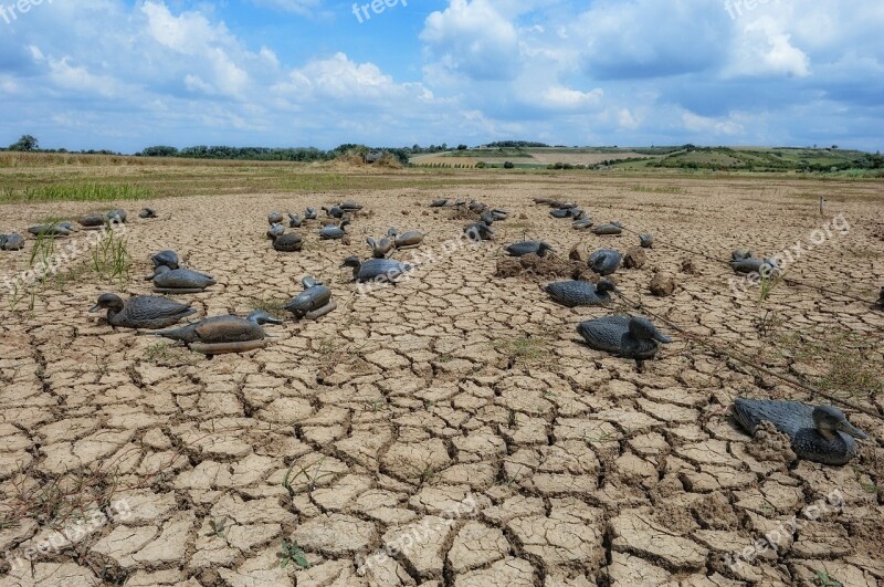 Ducks Marsh Drought Estuary Gironde