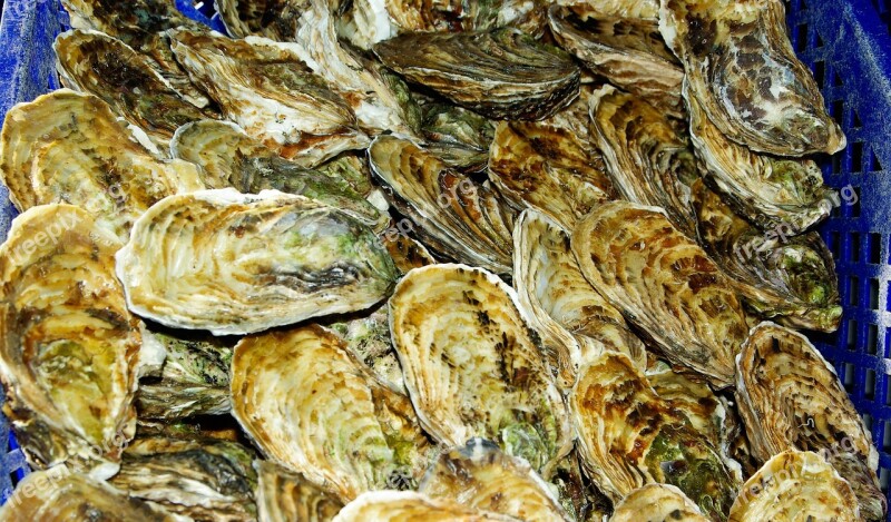 Oysters France Shells Seafood Free Photos