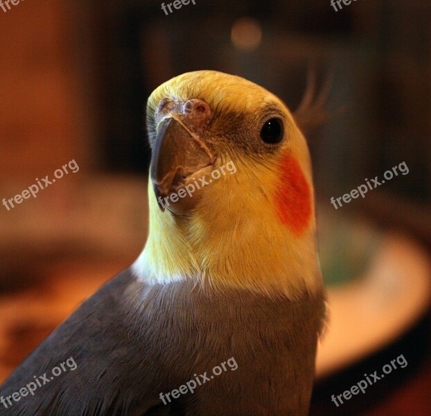 Cockatiel Bird Domestic Birds Yellow Orange