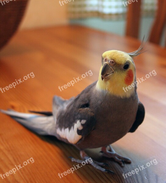 Cockatiel Bird Domestic Birds Yellow Orange