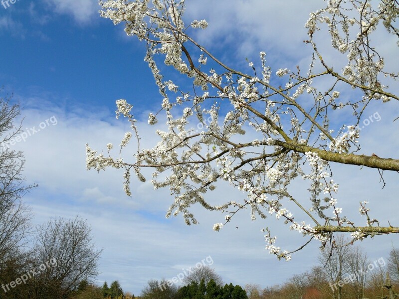 Spring Tree Blossoms White Flowers Nature Tree