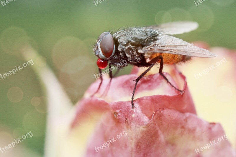 Fly Insect Close Up Animals Nature