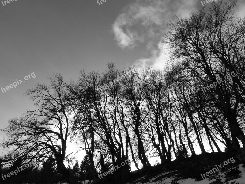 Landscapes Nature Trees Contrast Light And Shade