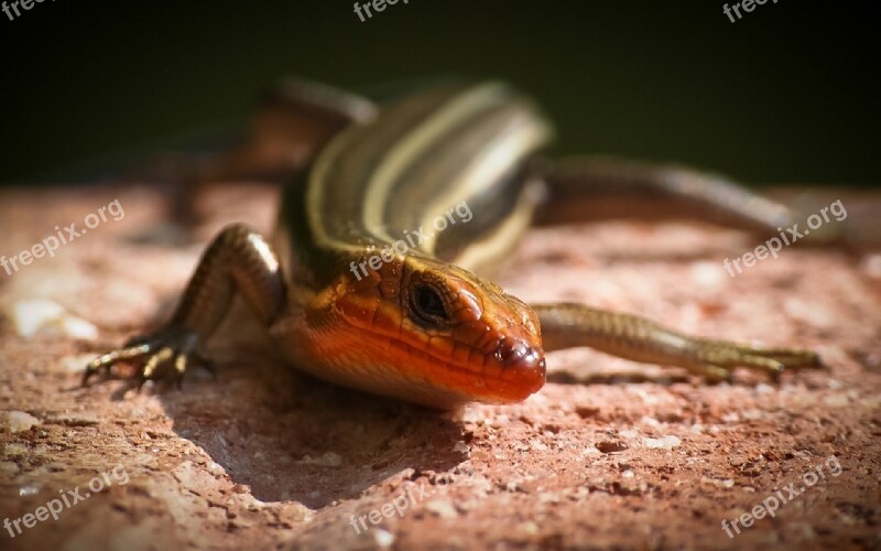 Five Lined Skink Reptile Lizard Wildlife Nature