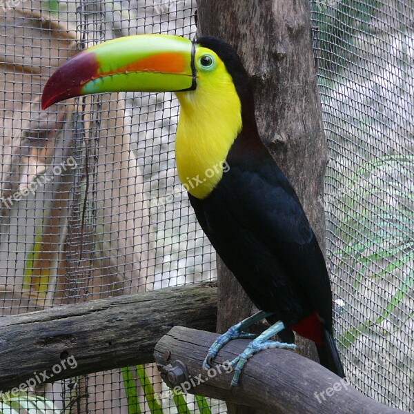 Toucan Perched Caged Tropical Wildlife