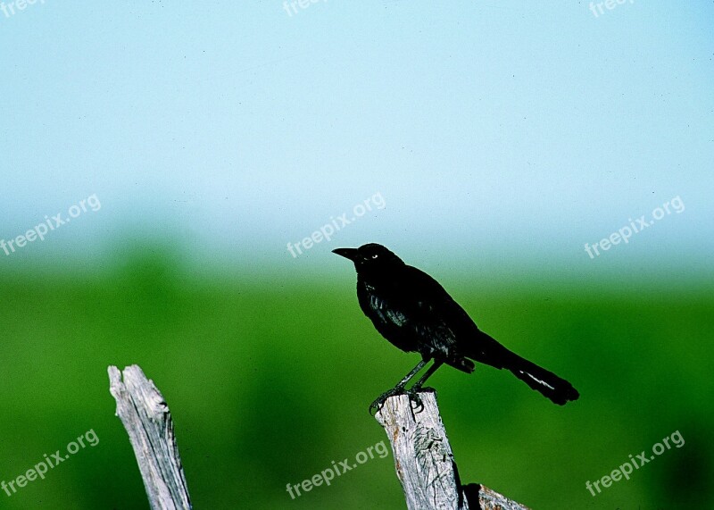 Grackle Bird Perched Post Wild