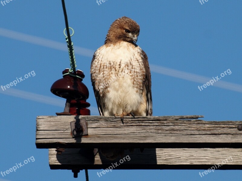 Red Tailed Hawk Perched Bird Raptor Predator