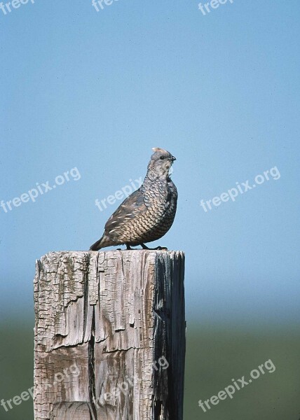 Scaled Quail Perched Post Bird Fowl