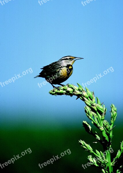 Meadowlark Bird Songbird Wildlife Nature