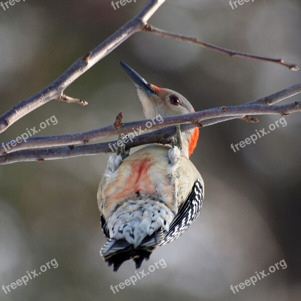 Red Bellied Woodpecker Woodpecker Branch Bird Wildlife